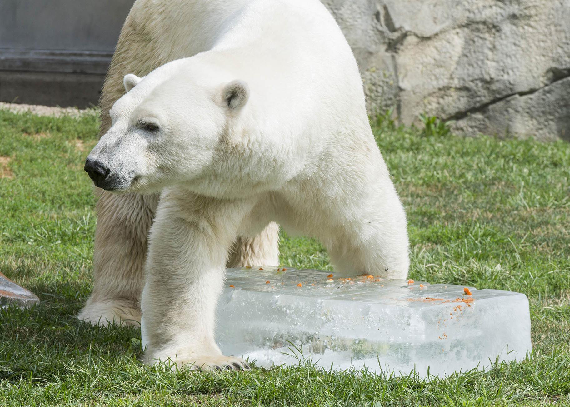 Giant Ice Treats Keep Animals Cool at Brookfield Zoo